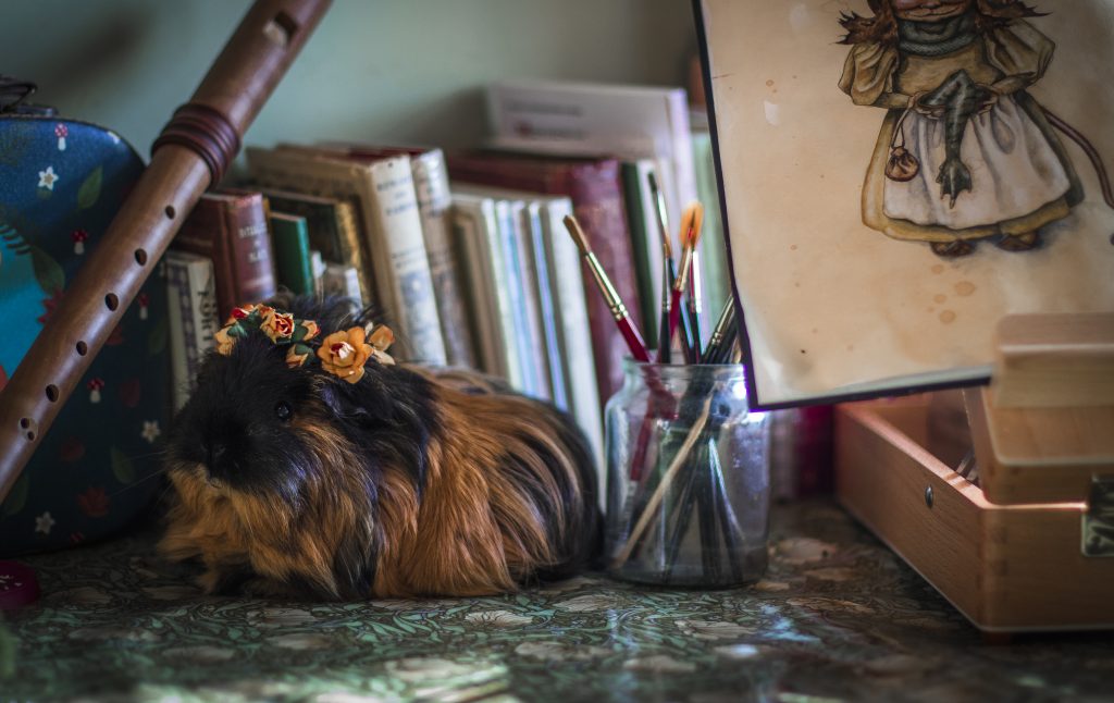 Guinea pig on a desk with paintbrushes
