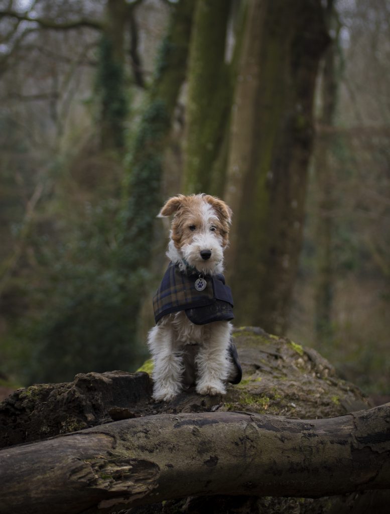Wire fox terrier dog in forest