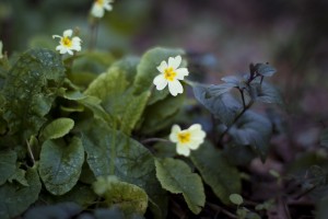 Primrose flowers