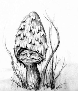 Little Shaggy Ink Cap