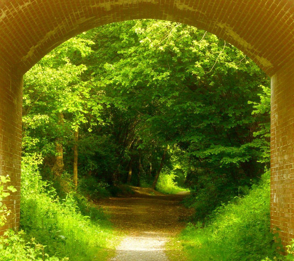 Footpath leading into trees under a bridge
