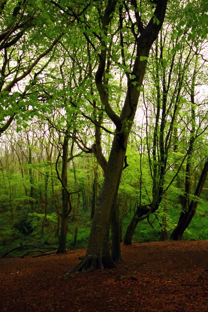 Beech tree woodland