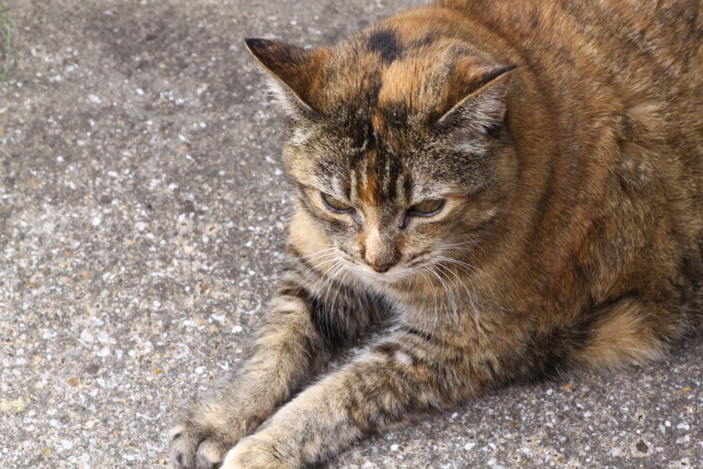 Tortoiseshell and tabby cat lying down