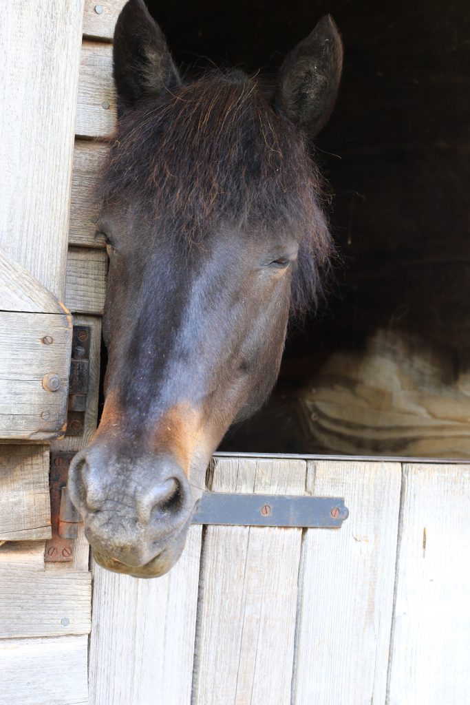 New Forest pony looking over stable door