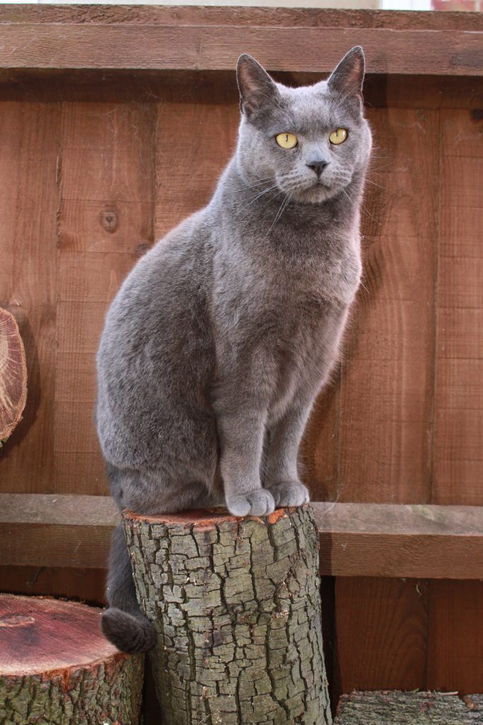 Cat sat on a log. Photographing your pet.