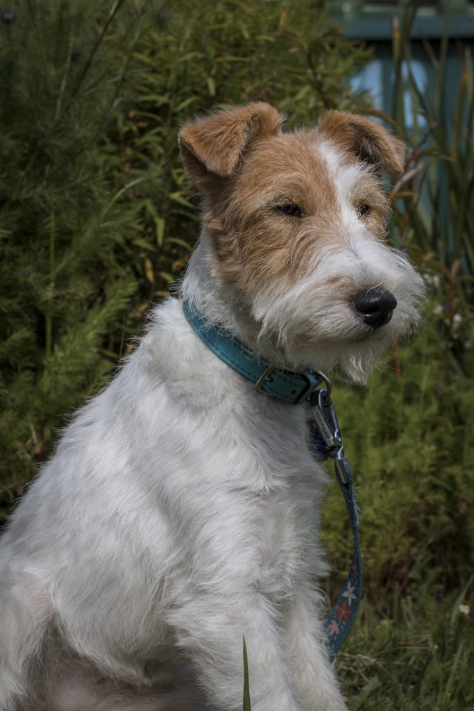 Wire Fox terrier dog. Photographing your pet.