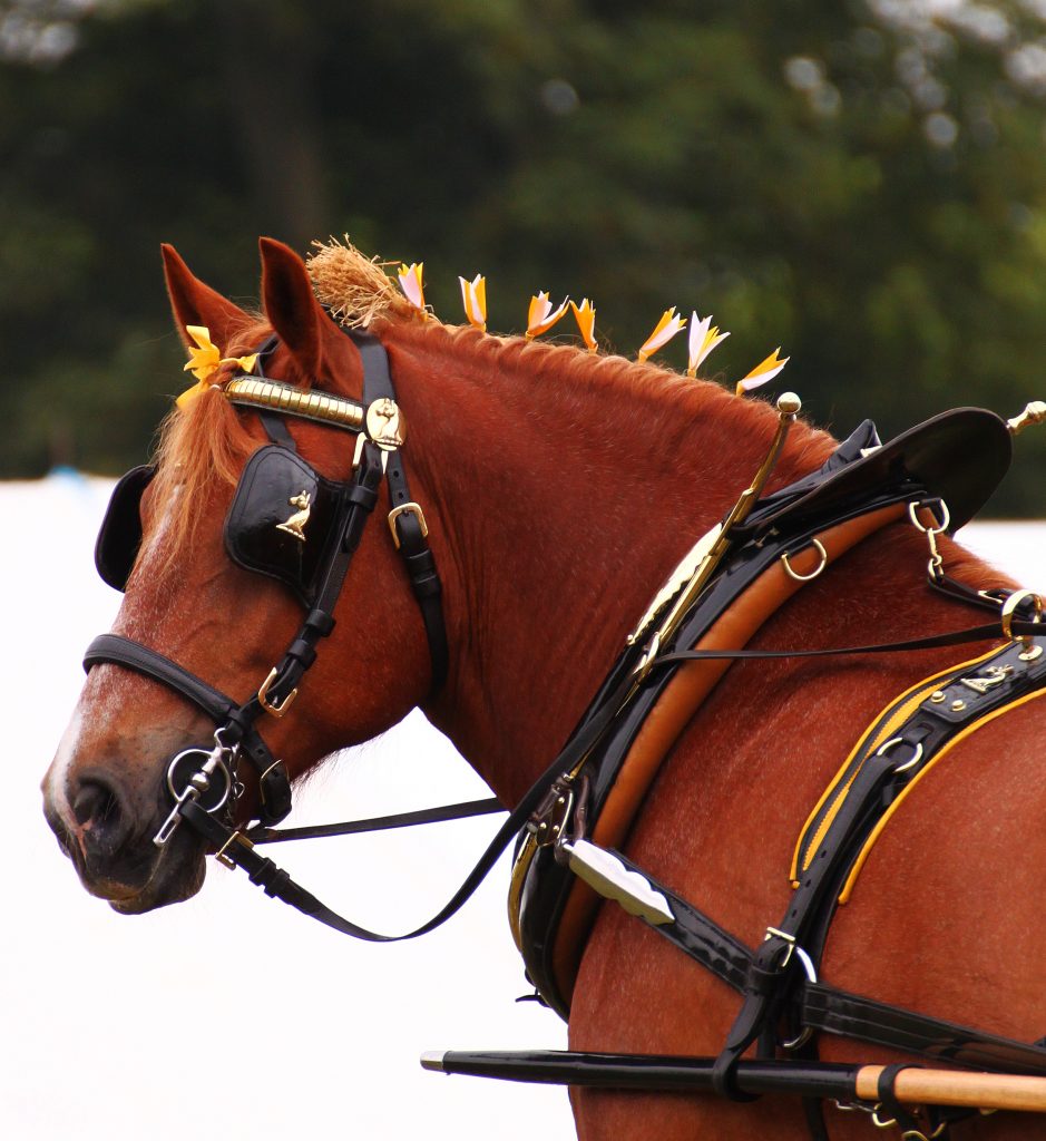 Suffolk Punch horse in harness. Photographing your pet.